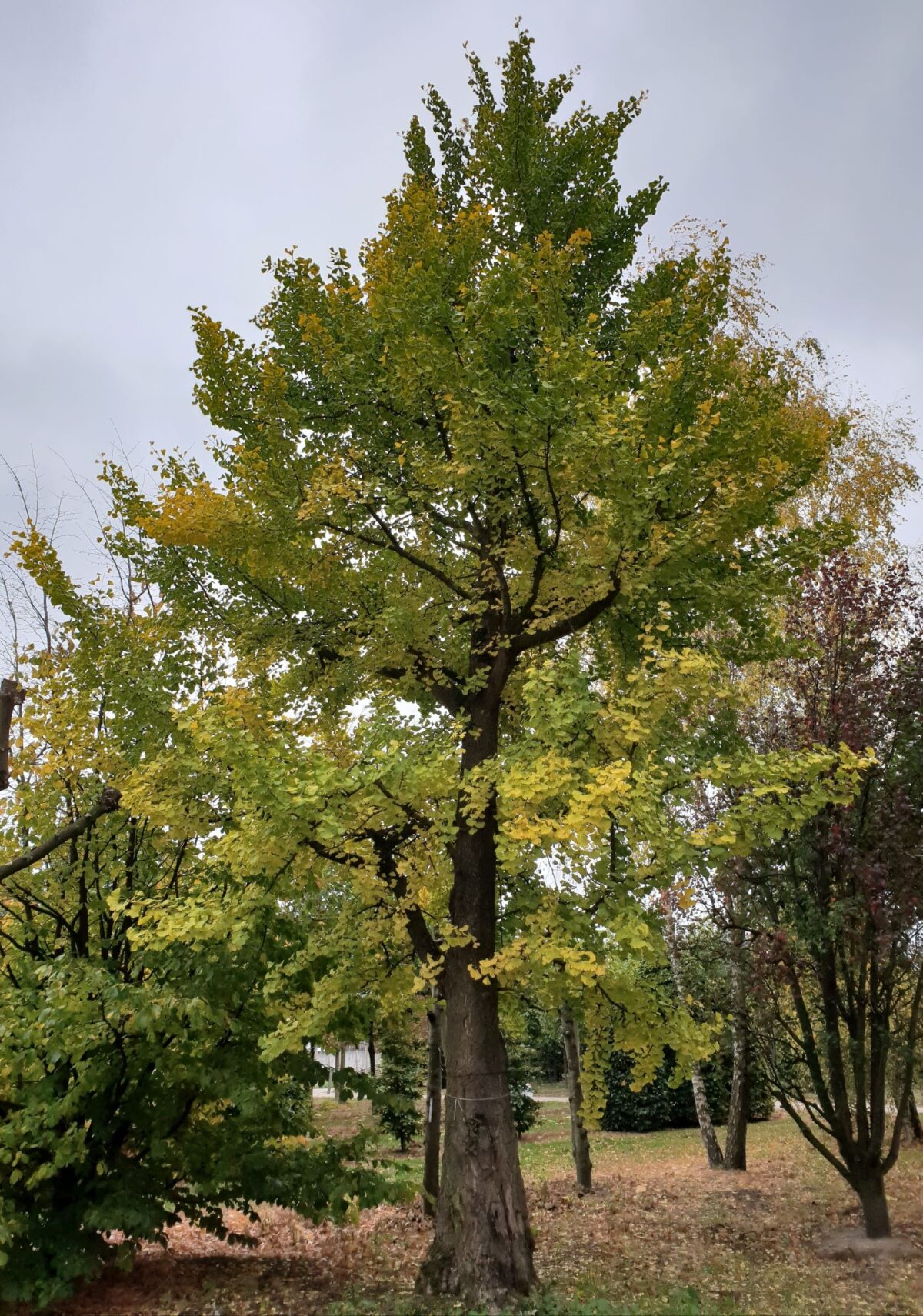 Japanse notenboom (Ginkgo) | Hoogstam