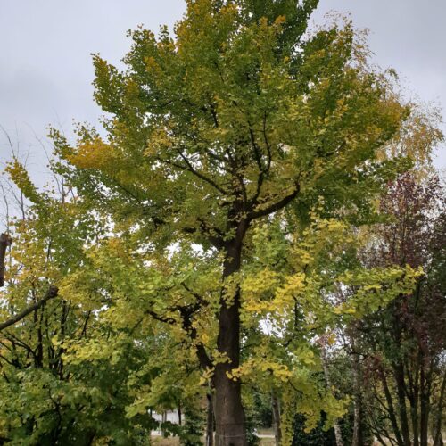 Japanse notenboom (Ginkgo) | Hoogstam