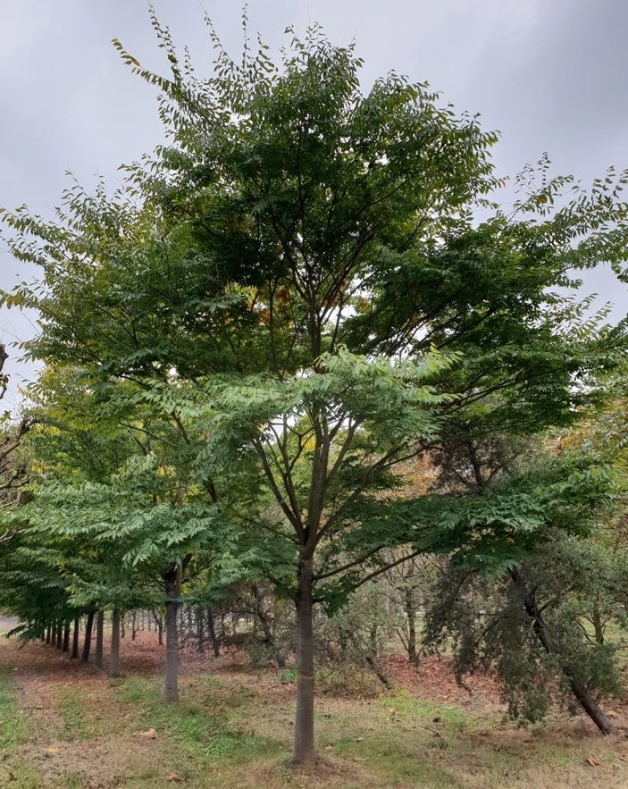 Japanse Schijniep | Hoogstam