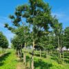Lotusboom | Hoogstam
