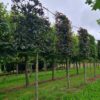 Rode beuk | Leivorm