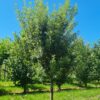 Spaanse eik 'Fulhamensis' | Halfstam