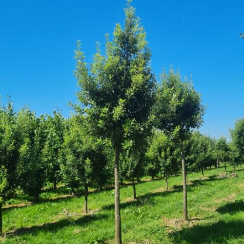 Spaanse eik 'Fulhamensis' | Hoogstam