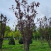 Kerspruim 'Pissardii' | Meerstammig