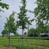 Koningslinde | Hoogstam