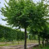 Koningslinde | Dakvorm
