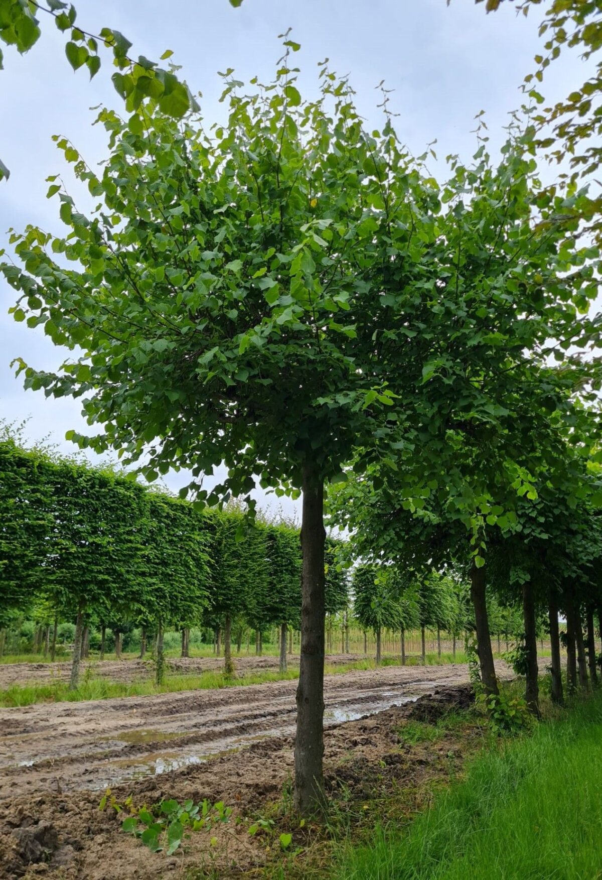 Koningslinde | Dakvorm