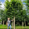 Zomerlinde | Leivorm