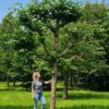 Koningslinde | Leivorm