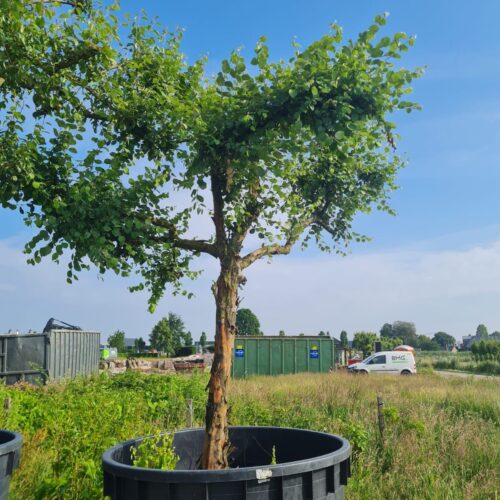 Kweepeer | Hoogstam
