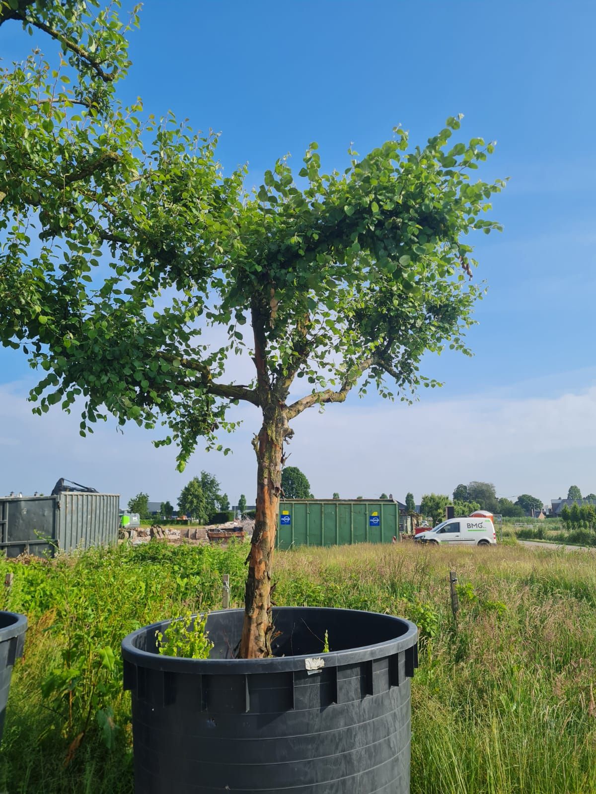 Kweepeer | Hoogstam