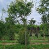 Lampionboom | Hoogstam