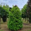 Laurierkers 'Rotundifolia' | Struikvorm