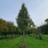 Zweedse lijsterbes | Hoogstam