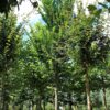 Iep 'Lobel' | Hoogstam