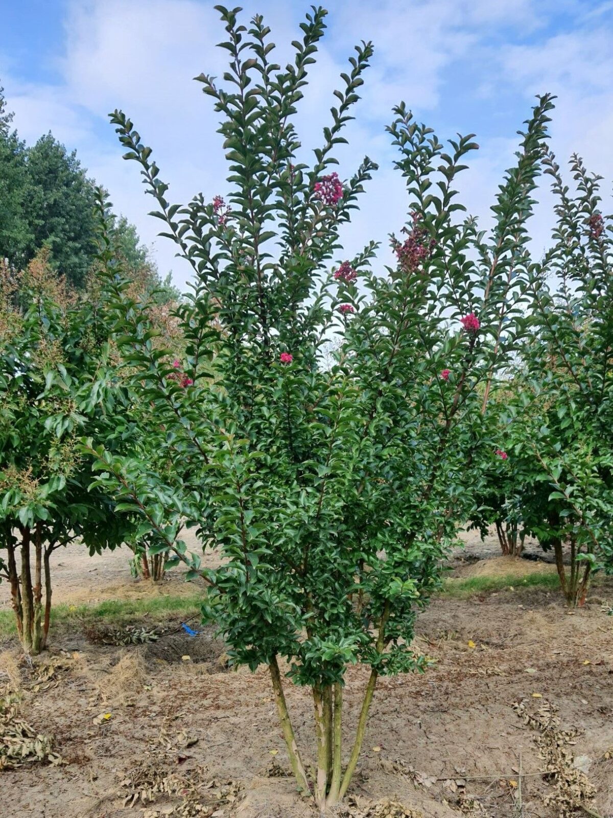 Roze Indische sering | Meerstammig