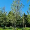 Amerikaanse tulpenboom | Laagstam