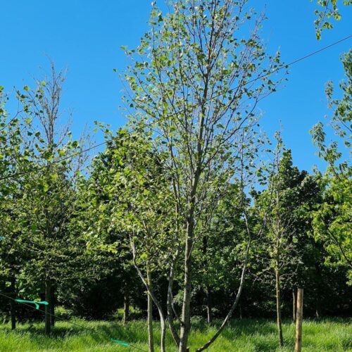 Amerikaanse tulpenboom | Laagstam