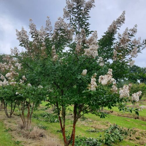 Witte Indische sering | Meerstammig