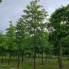 Moeraseik | Hoogstam