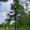 Moseik | Hoogstam