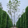 Noorse esdoorn | Meerstammig