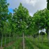 Noorse Esdoorn 'Eurostar' | Hoogstam