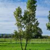 Oosterse plataan | Meerstammig