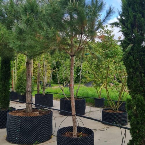 Parasolden/Pijnboom