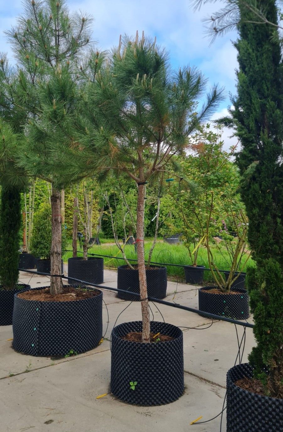 Parasolden/Pijnboom