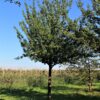 Sierpeer 'Beech hill' | Hoogstam