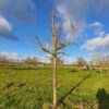 Perenboom 'Conference' | Hoogstam