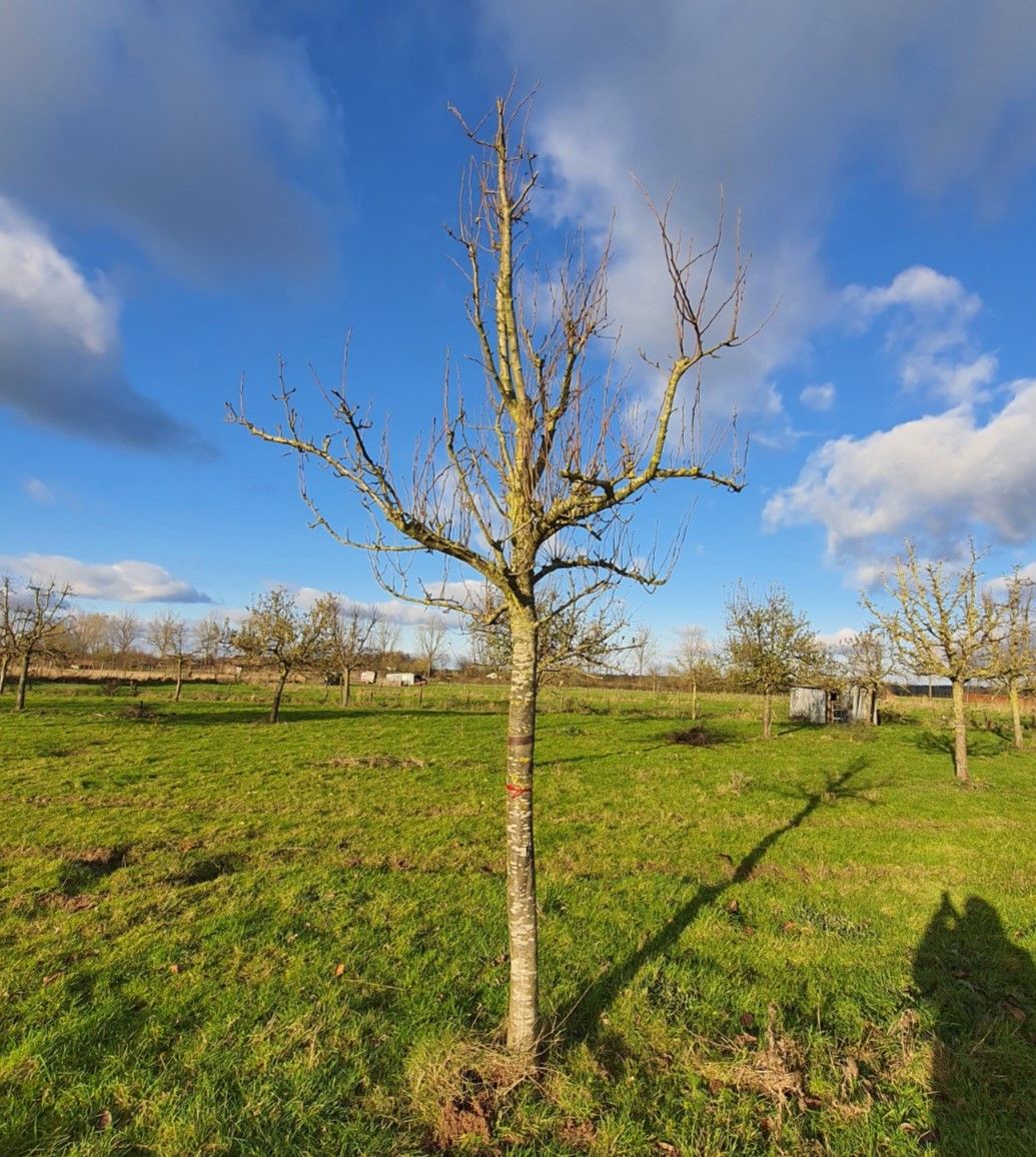 Perenboom 'Conference' | Hoogstam