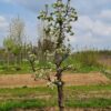 Perenboom 'Conference' | Laagstam