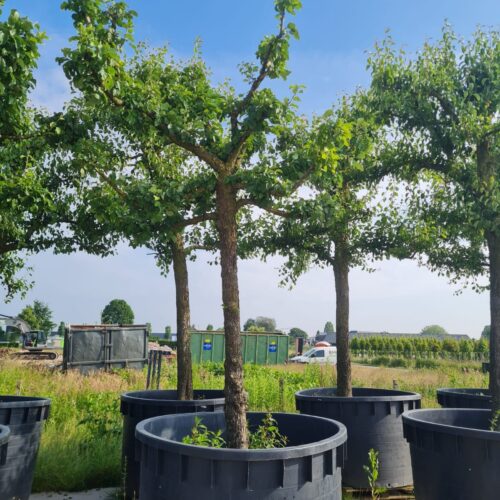 Perenboom 'Gieser wildeman' | Hoogstam