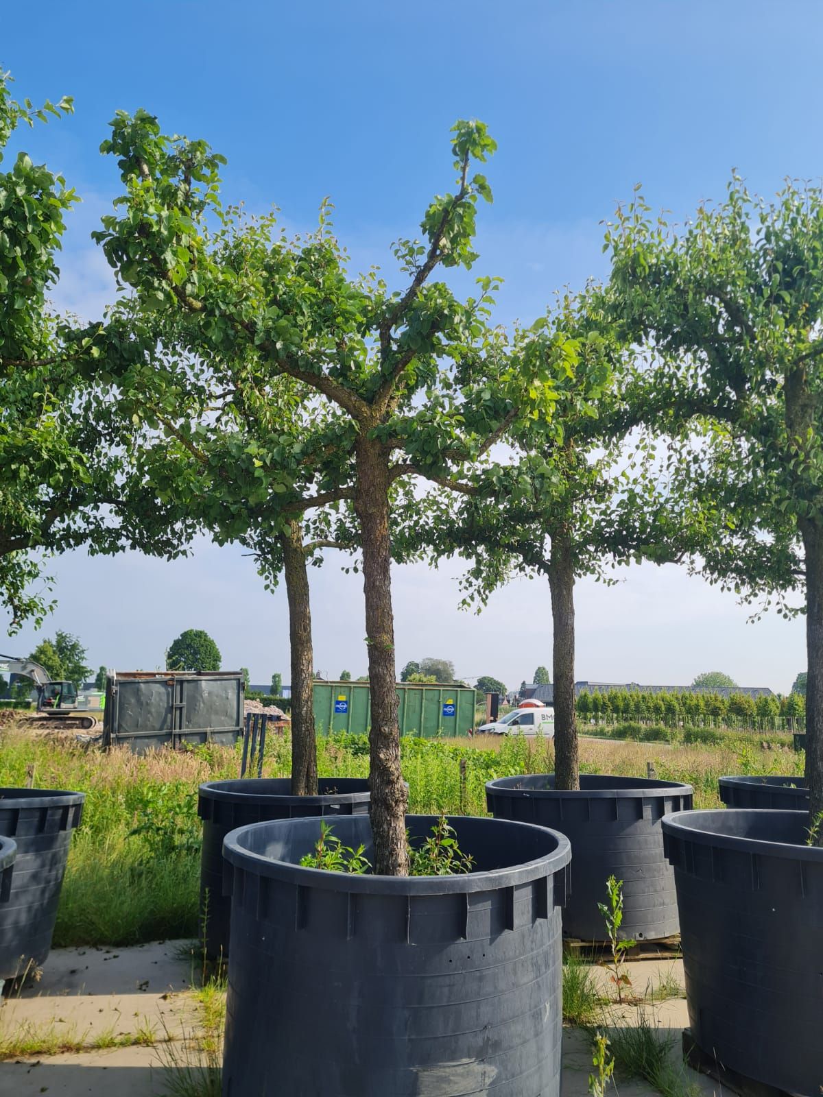 Perenboom 'Gieser wildeman' | Hoogstam