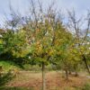 Perzische ijzerhoutboom | Hoogstam