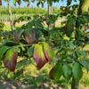 Perzische ijzerhoutboom | Laagstam