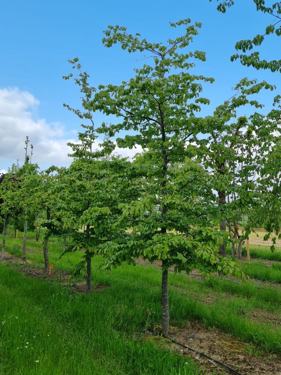 Perzische ijzerhoutboom | Halfstam