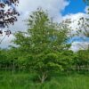 Perzische ijzerhoutboom | Meerstammig