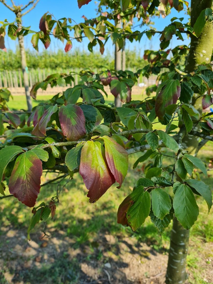 Perzische ijzerhoutboom | Laagstam