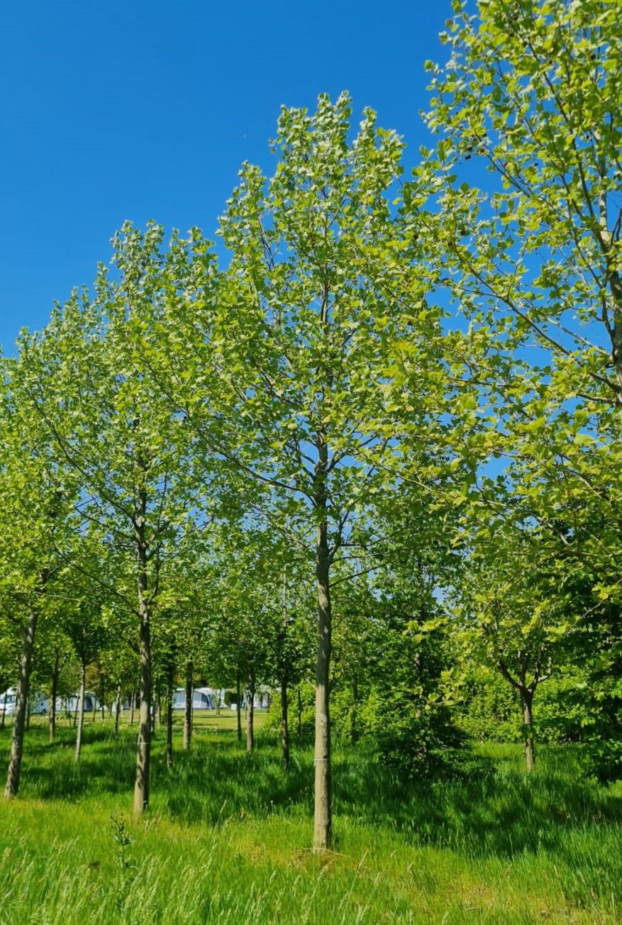 Plataan | Boomvorm