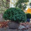 Portugese laurierkers 'Angustifolia' | Bolvorm