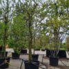Pruimenboom 'Opal' | Halfstam