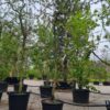 Pruimenboom 'Victoria' | Halfstam