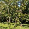 Purperen Trompetboom | Meerstammig