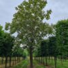 Purperen Trompetboom | Hoogstam