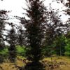 Rode beuk | Laagstam