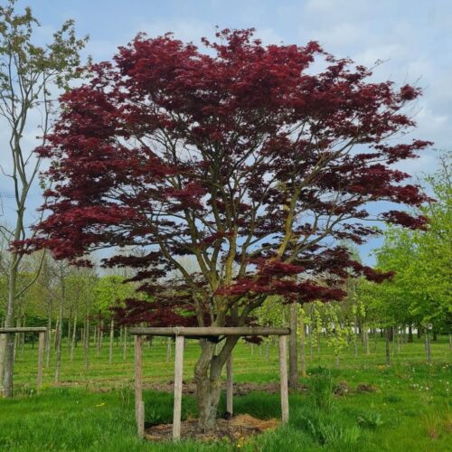 Japanse esdoorn 'Atropurpureum' | Meerstammig