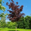 Rode Noorse esdoorn | Hoogstam